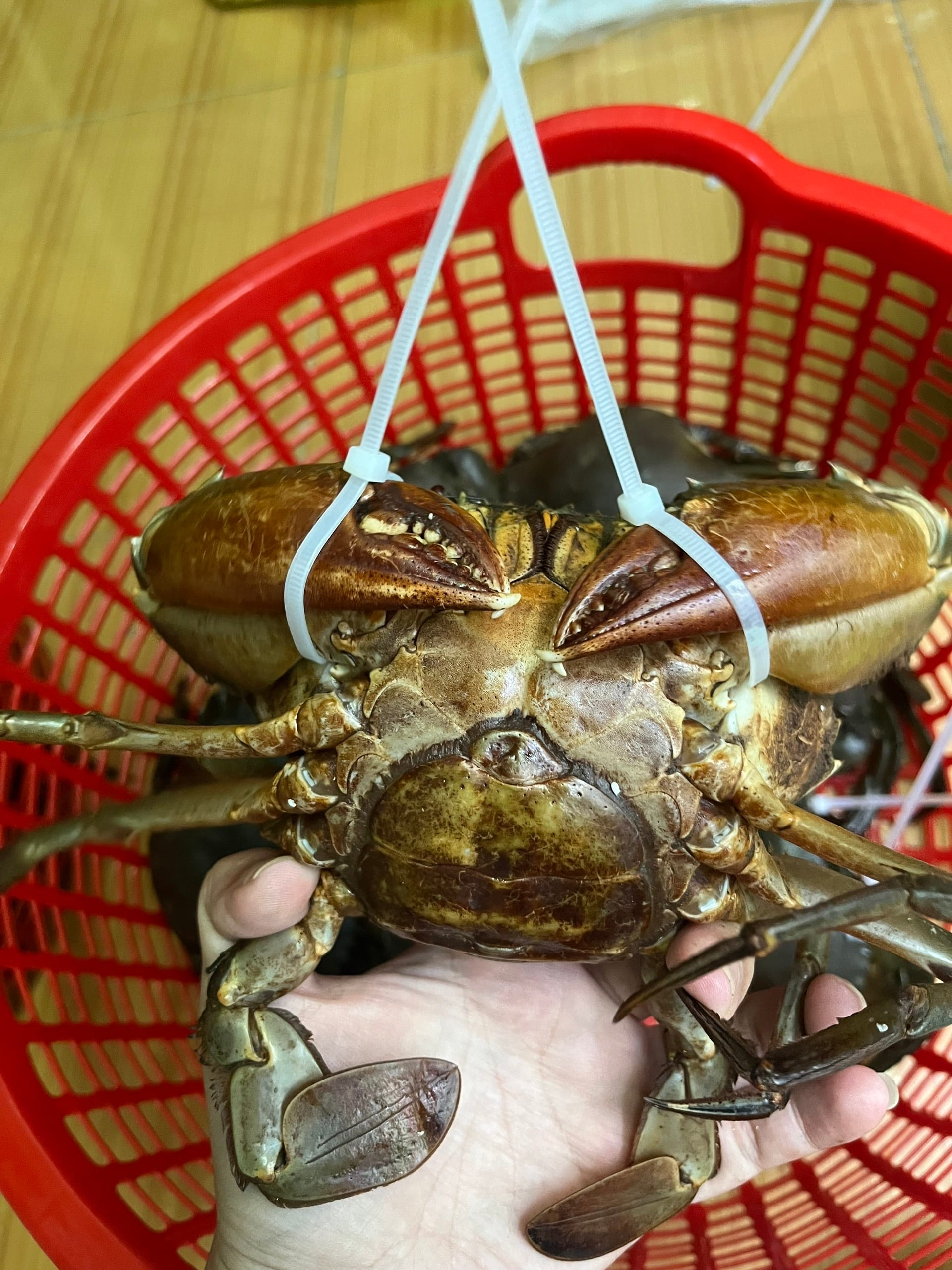 So sánh thực đơn 'cua thịt' và 'cua gạch': Cùng khám phá những tiêu chí quan trọng