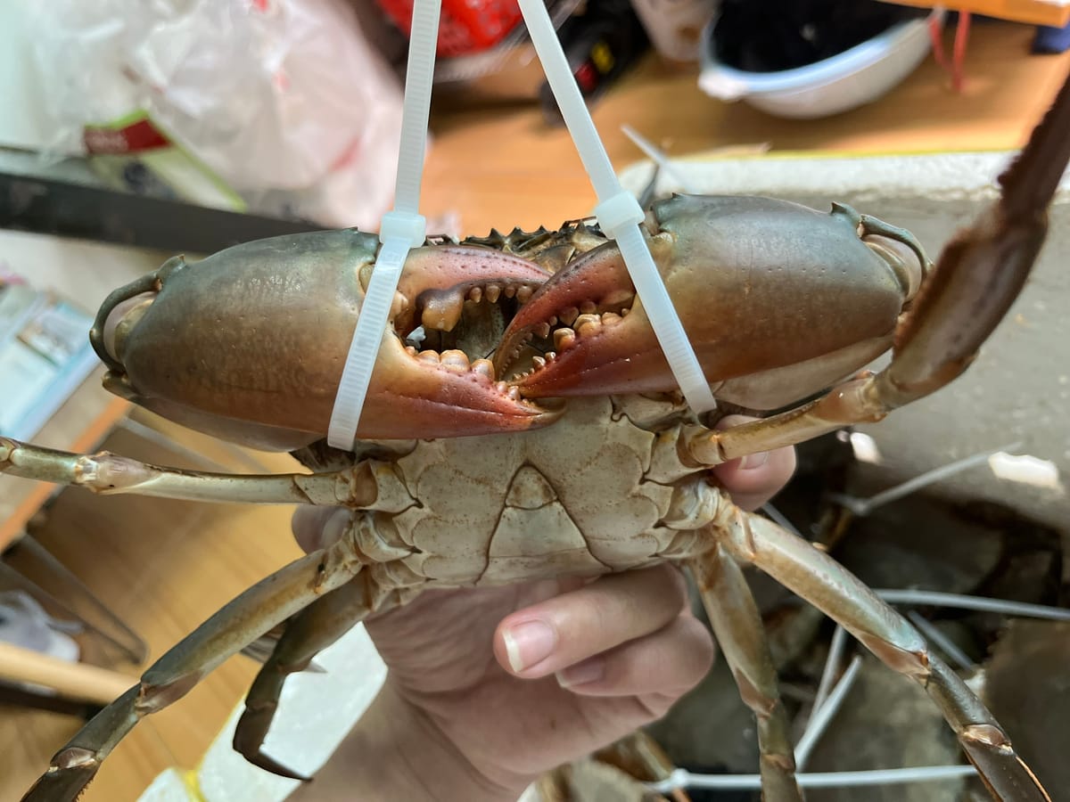 Về Cua Cà Mau