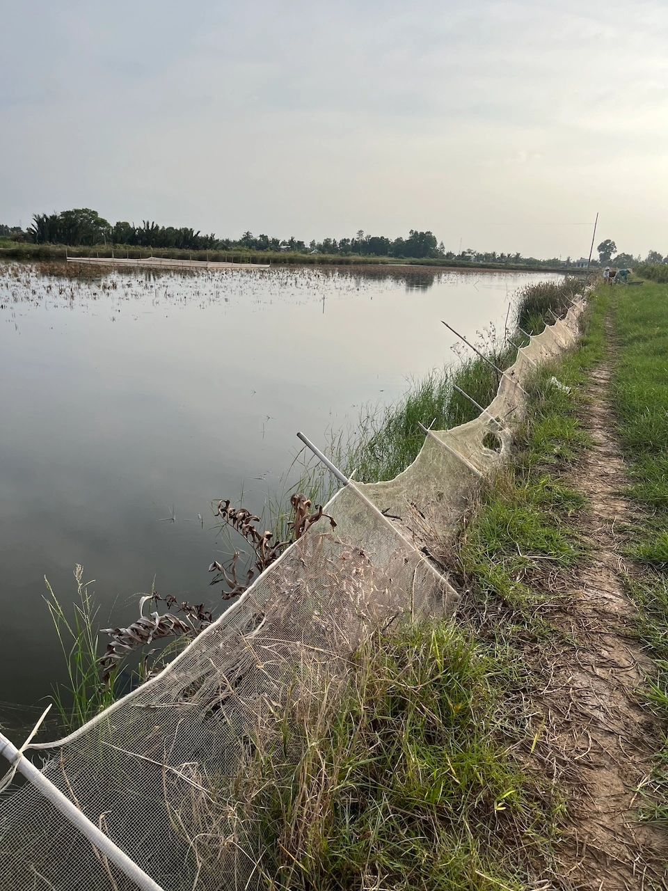 Ao nuôi cua sinh thái Năm Căn Cà Mau