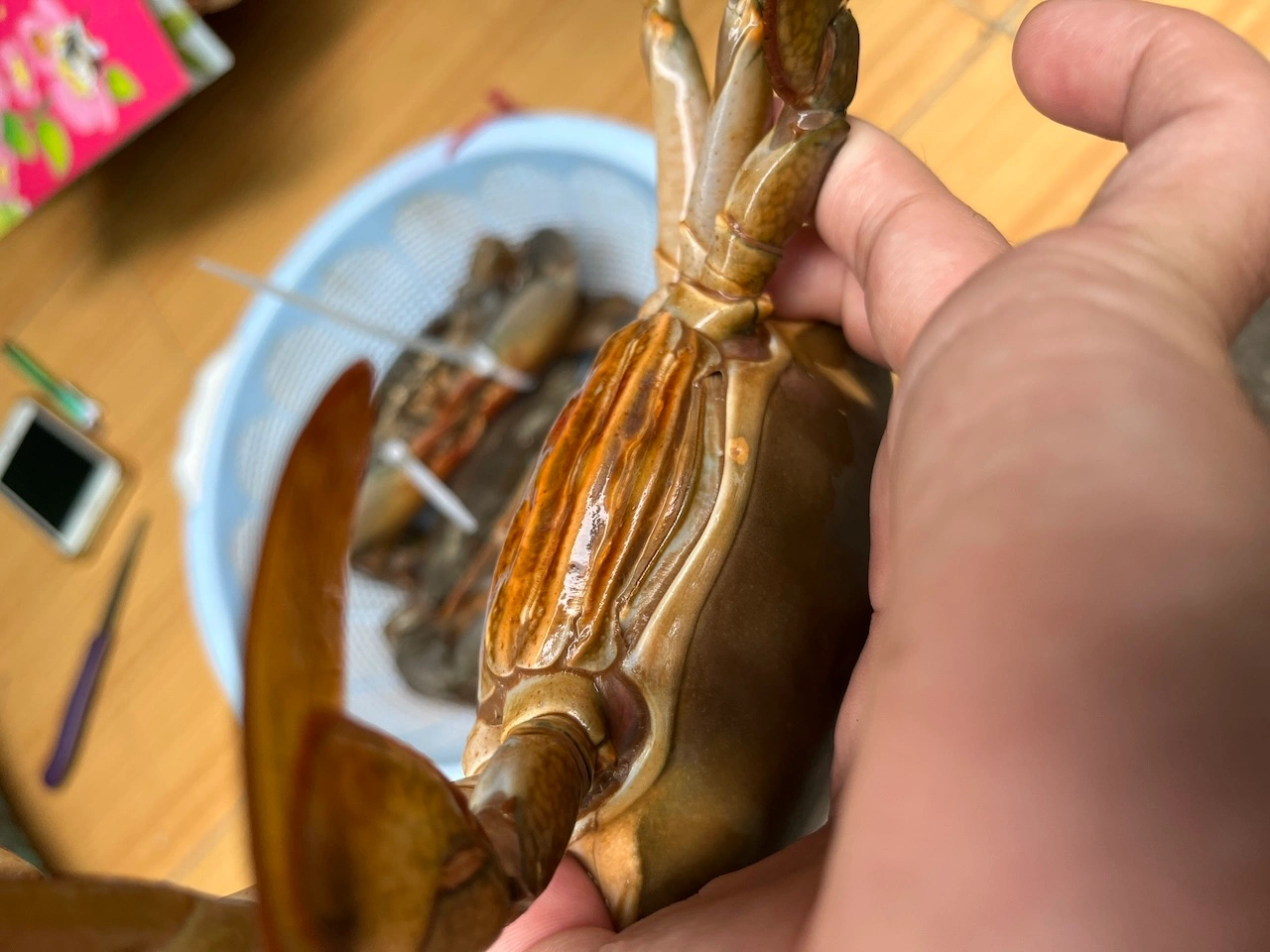 Quy trình soi đèn kiểm tra cua Cà Mau chắc thịt