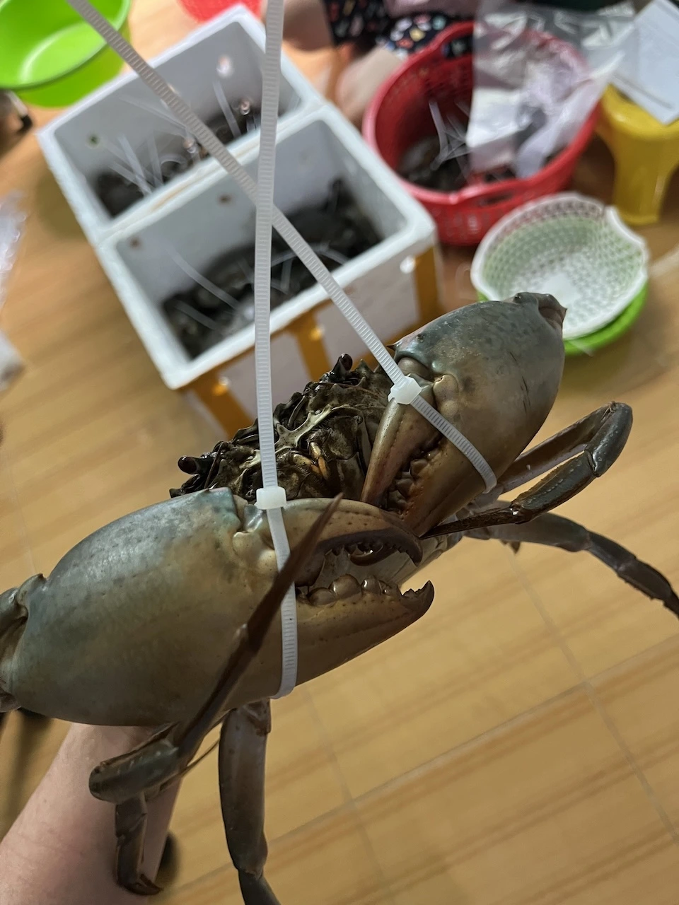 Cua Y Nhất (Càng Khủng) - Cua Cà Mau Chính Gốc