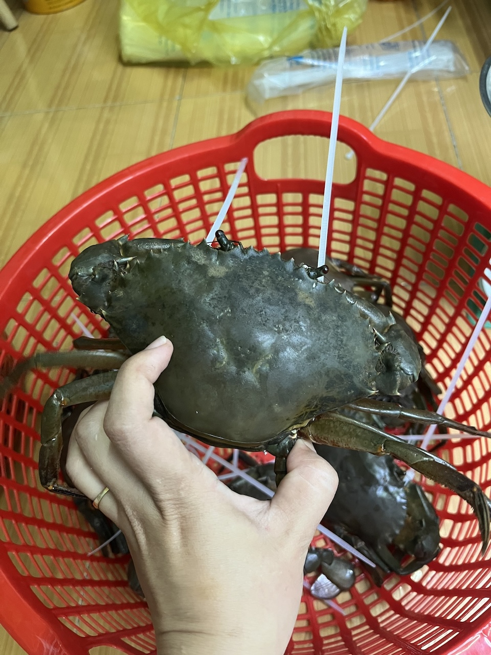 Cua Yếm Vuông Cà Mau