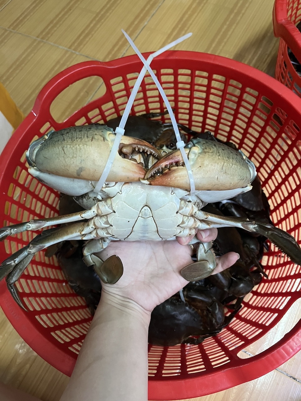 Cua Cà Mau dây rút nhựa không trọng lượng